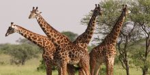 Giraffes at Ngorongoro Crater