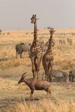 Giraffes walking among the zebra and eland at Katuma Bush Camp, Katavi National Park, Tanzania