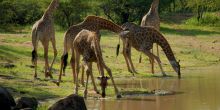 Saadani Safari Lodge - giraffes in the park