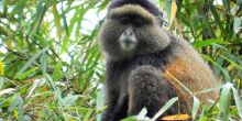 Golden Monkey, Virunga, Rwanda