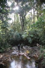 Gorilla Forest Camp, Bwindi Impenetrable Forest, Uganda