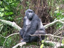 Gorilla at Engagi Lodge, Bwindi Impenetrable Forest, Uganda