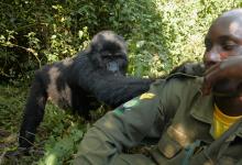 Gorilla and park ranger