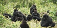 Band of Gorillas