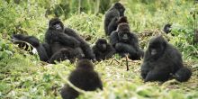 Bwindi Gorilla Habituation