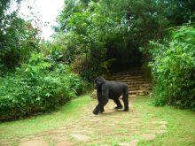 Gorilla in camp at Volcanoes Bwindi Lodge, Bwindi Impenetrable Forest, Uganda