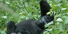Bwindi Gorilla Habituation