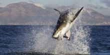 Shark Safari - Scheduled Half Day, Simontown, South Africa