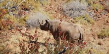 Black Rhino Tracking, Damaraland, Namibia