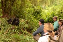 Group Gorilla Trek