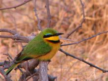 Bee-eater at Guma Lagoon Camp, Okavango Delta, Botswana