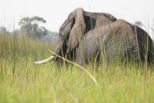 Elephant at Gunns Camp, Okavango Delta, Botswana
