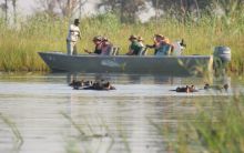 Hippos near the boat at Gunns Camp, Okavango Delta, Botswana