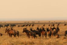 All of the herds on the plains at Katuma Bush Camp, Katavi National Park, Tanzania