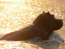 Hippo at sunset on the delta at Guma Lagoon Camp, Okavango Delta, Botswana