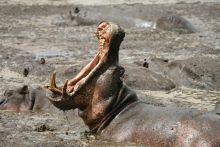 A hippo bellowing at Katuma Bush Camp, Katavi National Park, Tanzania