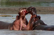 Hippos at Selous Impala Camp, Selous National Park, Tanzania