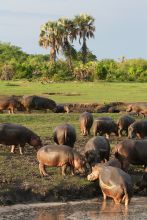 Hippos gathering on the bank at Katuma Bush Camp, Katavi National Park, Tanzania