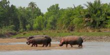 Saadani Safari Lodge - hippos in the park