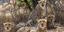 Cheetah Conservation Fund Visit