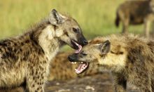Hyenas share a moment at Mara House, Masai Mara National Reserve, Kenya