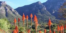 Striking red blooms at Kirstenbosch Gardens, Cape Town, South Africa