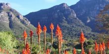 Table Mountain & Kirstenbosch Private Full Day, Cape Town, South Africa