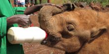 A baby elephants eagerly drinks down its milk at The Daphne Sheldrick Elephant Orphanage, Nairobi, Kenya
