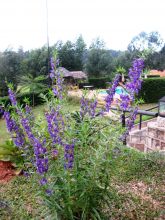 The grounds at Andasibe Hotel, Andasibe National Park, Madagascar (Mango Staff photo)