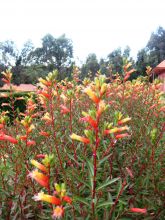 The grounds at Andasibe Hotel, Andasibe National Park, Madagascar (Mango Staff photo)