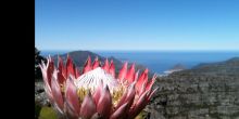 Spectacular King Protea blooms are among the hidden gems that await hikers at Table Mountain, Cape Town, South Africa
