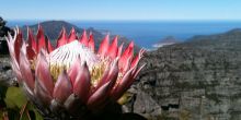 Table Mountain Hike, Cape Town, South Africa