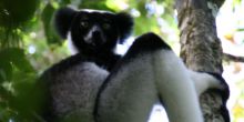 Indri Lemur