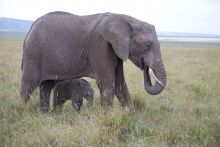 An adorable baby elephant with its mother at Offbeat Mara Camp, Masai Mara National Reserve, Kenya