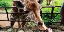 Meet a new giraffe friend at The Giraffe Center, Nairobi, Kenya