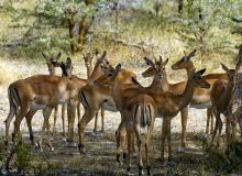 Impala herd at Selous Impala Camp, Selous National Park, Tanzania