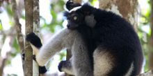 Lemur Trekking Andasibe & Mantadia