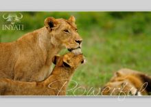 A lioness with her cubs at Inyati Safari Lodge, Sabi Sands Game Reserve, South Africa