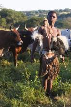 Isbindi Zulu Lodge - Cattle and Herder