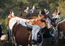 Isibindi Zulu Lodge - Nguni Cattle