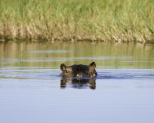 Hippo at Jacana Camp, Moremi Game Reserve, Botswana (Dana Allen)
