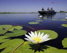 Lily on the delta at Jacana Camp, Moremi Game Reserve, Botswana (Dana Allen)
