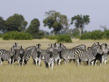 Jao Camp, Okavango Delta, Botswana Â© Dana Allen