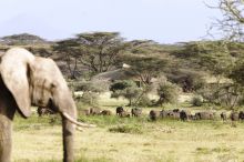 Joys Camp, Shaba National Reserve, Kenya