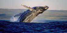 Hermanus Whale Watching Expedition