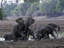Kalamu Lagoon Camp, South Luangwa National Park, Zambia Â© Dana Allen