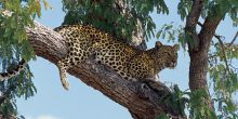 Leopard in South Luangwa National Park