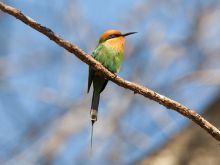 Kapinga Camp, Kafue National Park, Zambia  Â© Dana Allen