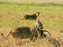 Kapinga Camp, Kafue National Park, Zambia  Â© Mike Myers