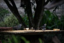 Karen Blixen Camp, Masai Mara National Reserve, Kenya